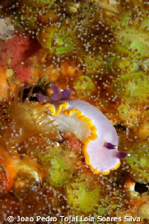 A very large Chromodoris purpurea crawling in the middle ... by Joao Pedro Tojal Loia Soares Silva 